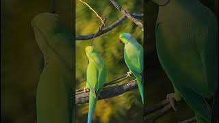 Breathtaking Nature & Wonderful Birds Songs shorts
