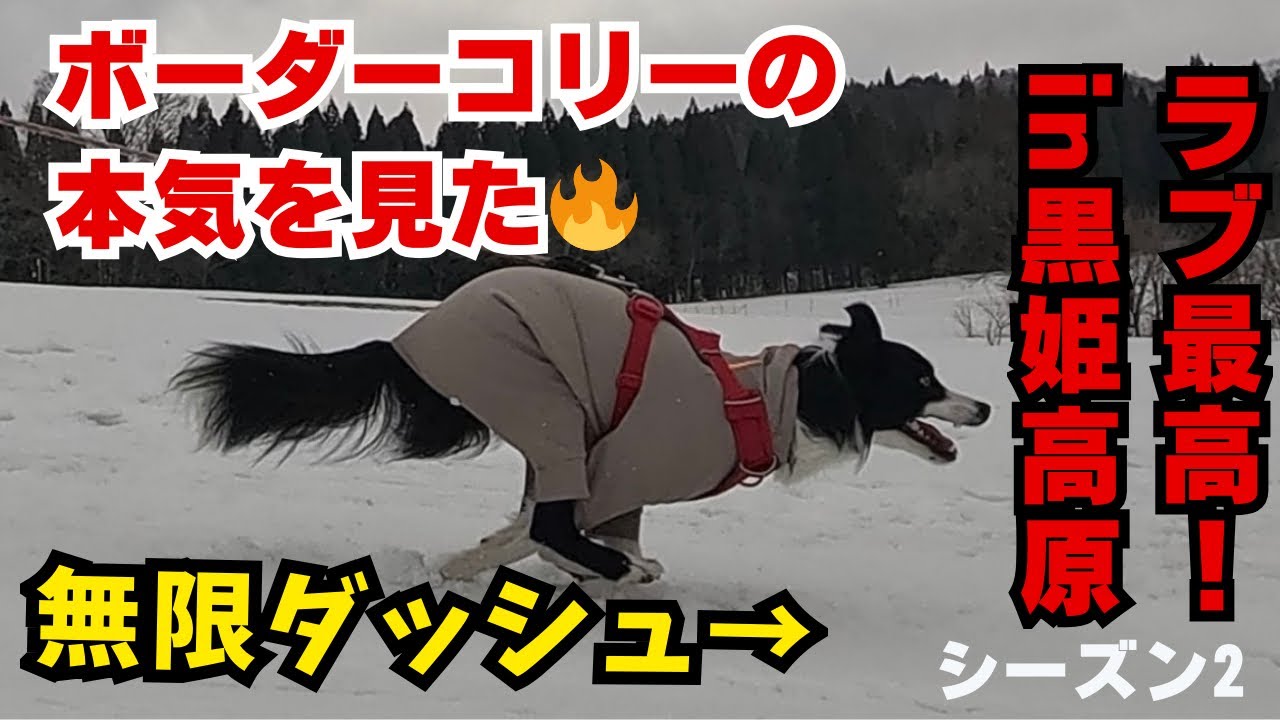 黒姫高原シーズン2｜ラブ＆ボーダーの無限ループ爆走が楽しすぎて泣いた