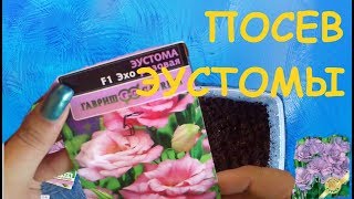 Эустома (лизиантус): посев