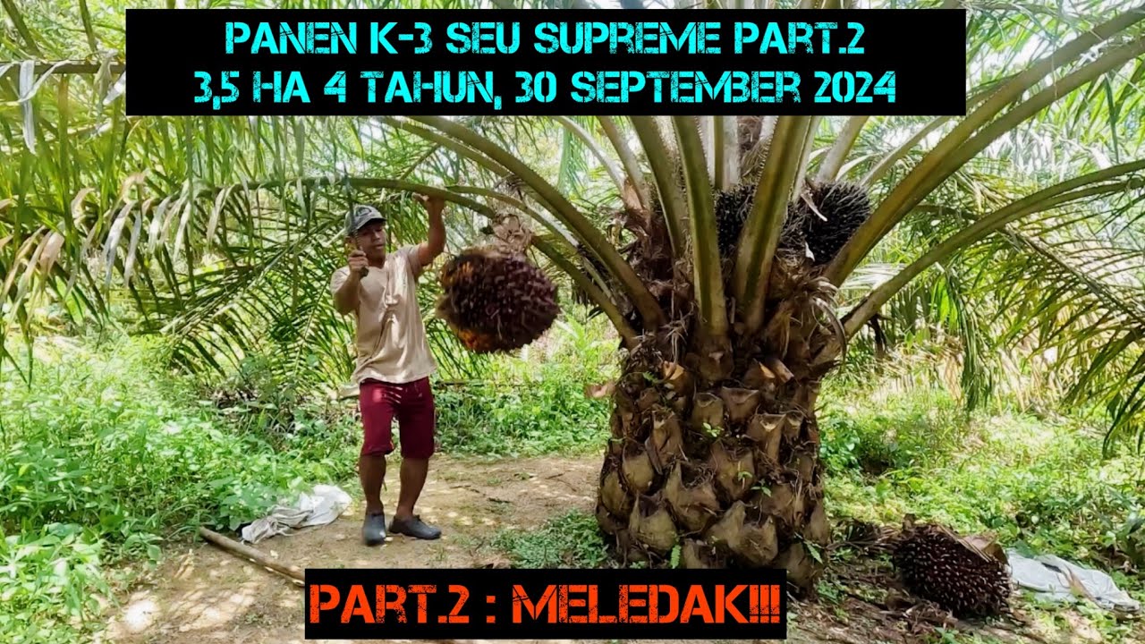 MELEDAK!!! Panen Sawit SEU SUPREME Part.2||30 September 2024