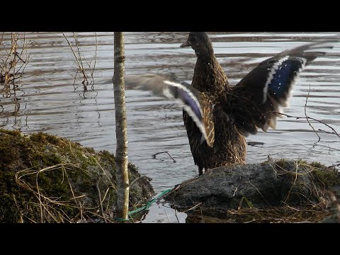 видео: Охота на селезня | С породистыми подсадными | Весь сезон весна 2022