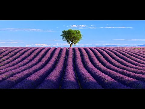 FRANCE, Valensole- Provence Alpes Côte d' Azur: Amazing Planet (4K) 2020