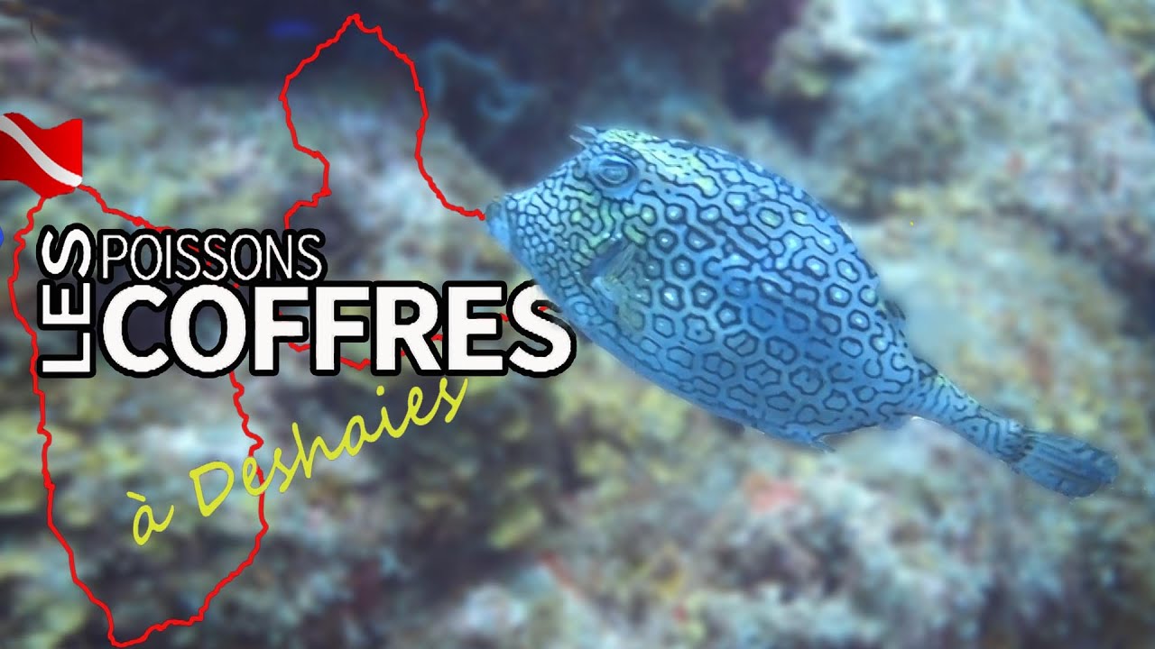 Plongée en Guadeloupe les poissons coffres YouTube — free download