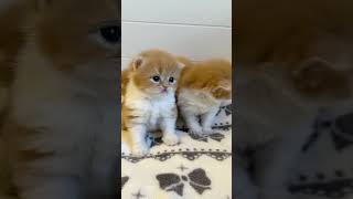 Omg So Kitten Cute  Best Funny Cat S In 2021  517