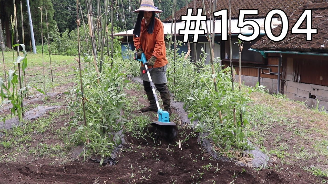 畑の雑草に電動耕運機が最高！支柱立てしたトマト苗の間を耕して雑草無しエリアを増やそう！