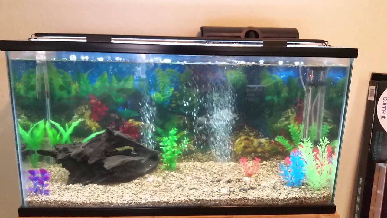 40 gallon freshwater aquarium setup YouTube