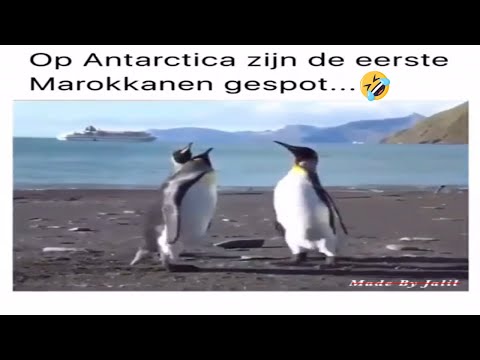 Eerste Marokkanen op Antarctica gespot !!!
