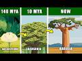 Baobab Family Tree Evolution: What Were Baobab Ancestors and Ancient Cousins