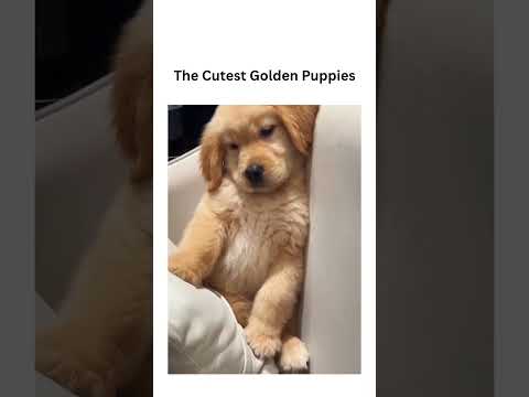 Golden Retriever 🤩 #vetsupply #funny #australia #funnyanimals #dogshorts