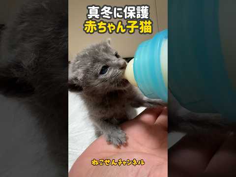 【生後10日ロシアン】真冬に保護した赤ちゃん猫のミルク姿は尊い💕 | ねこせん