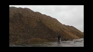 Wood chips for export, from in Vietnam (v3)π»π³π’