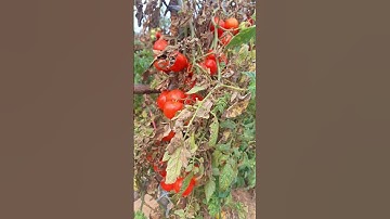 Saatnyah panen tomat besar #shortsfeed #panentomat #panen #tomatbesar #tomato #videoshort #shorts