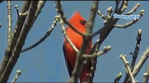 burung cardinal liar