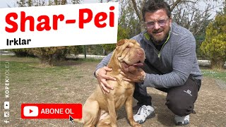 Köpek Irkları  SharPei