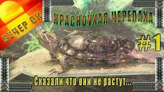 Красноухие Черепахи. Взял черепашек сказали что не растут, наврали. The Red-Eared Terrapins.