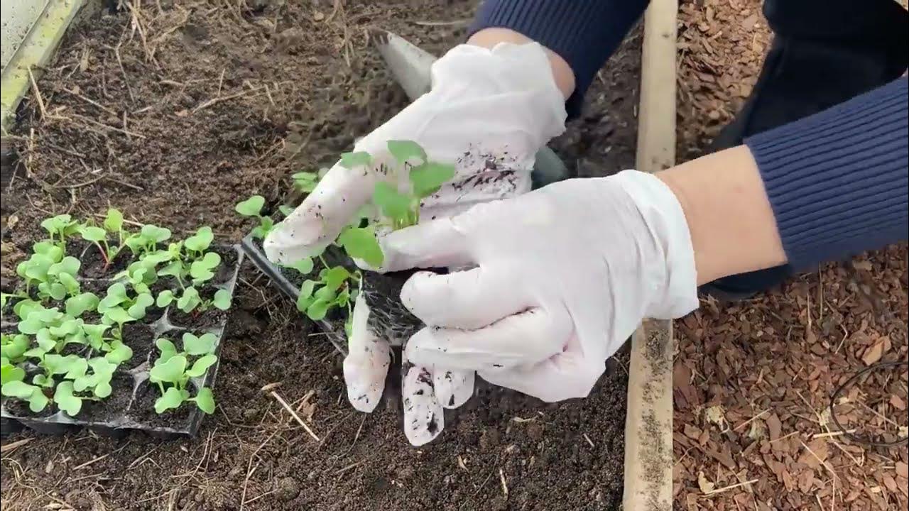 Букетный способ посадки. Рассада редиса. Саженцы редиса. Рассада редьки.