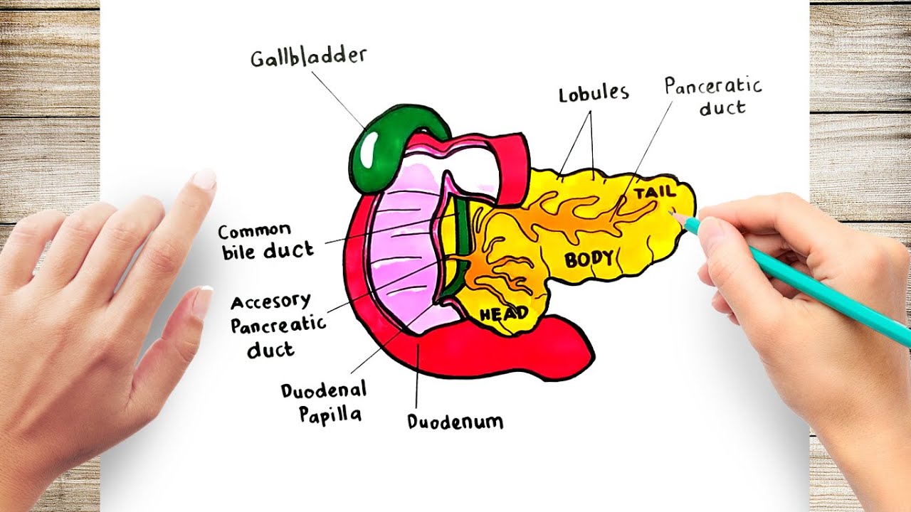 4,100+ Pancreas Diagram Stock Photos, Pictures & Royalty-Free Images -  iStock
