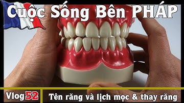 Tên răng, lịch mọc răng và thay răng - Chuyện Hay Cần Biết 01 - Cuộc Sống Bên PHÁP vlog #52