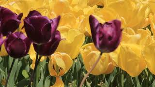 ♦  Purple and Yellow Tulips  ♦