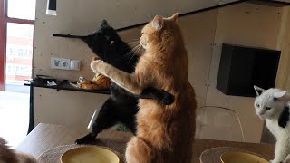 Cats Try Catnip For The First Time