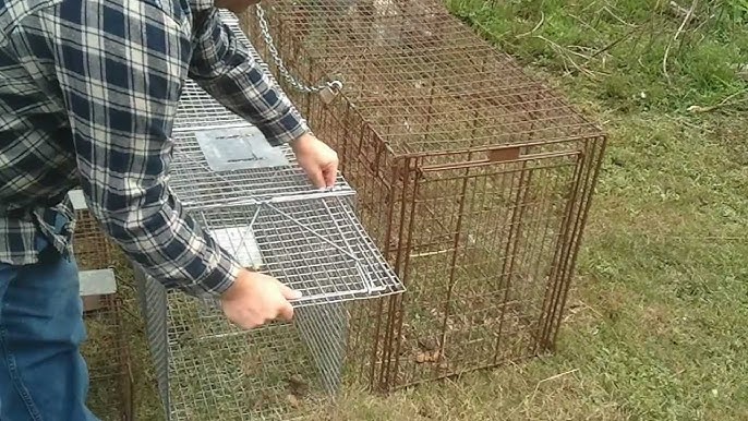  Duke Traps Heavy Duty Large Cage Trap : Rodent Traps : Patio,  Lawn & Garden