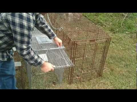 Types of Live Animal Traps - Part 1 - Large Traps