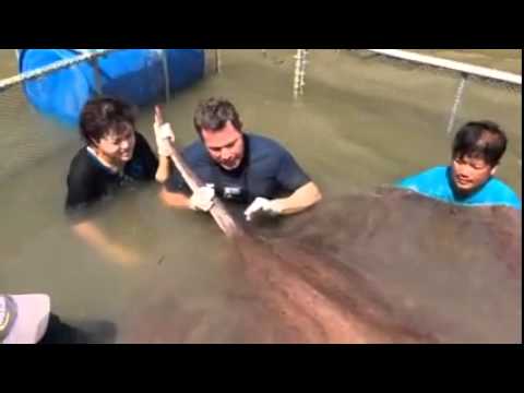 giant freshwater stingray meakong river thailand