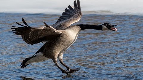 Goose calling | How to hiccup
