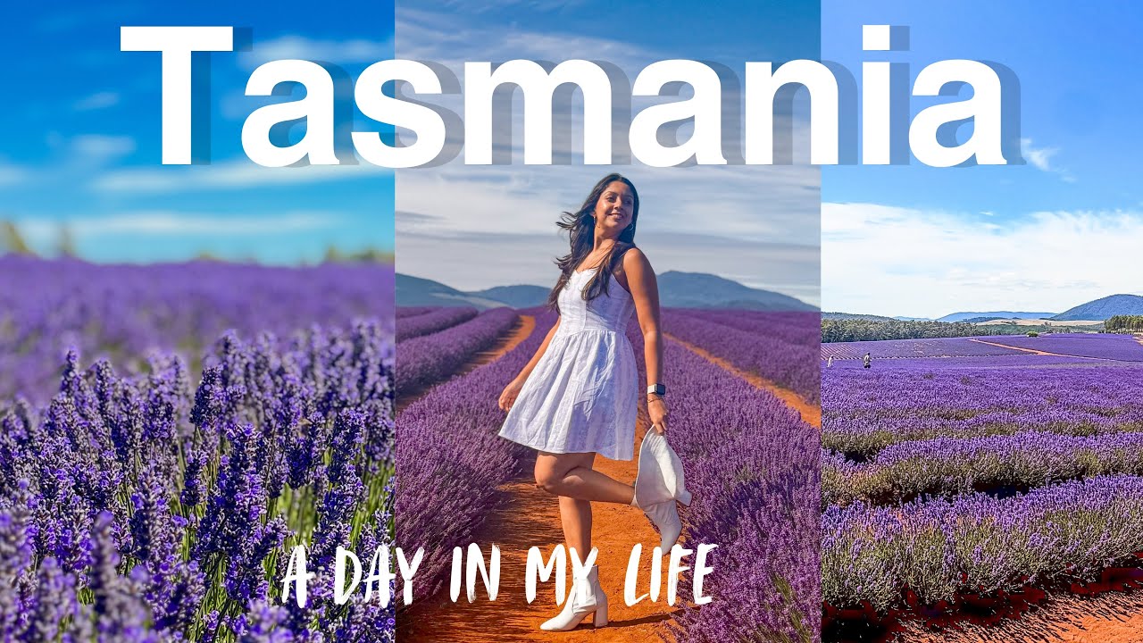 A day in Launceston 🇦🇺🪻Lavender Farm| 🍀 cafe hopping  ☕️| Berry Picking🫐🍓