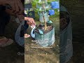 Plants Dying in Rainy Season? Here’s How to Save Them!