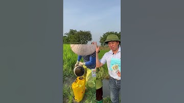 Starwiner 20WP - Đặc trị bệnh do vi khuẩn hại lúa (Đốm sọc vi khuẩn, bạc lá lúa)