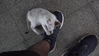 Kitty playing with my shoes by Kitten meow 31 views 2 years ago 46 seconds