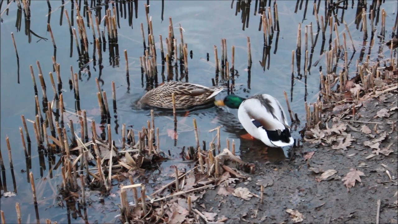 ÉRETTSÉGI FILM 2017 - YouTube