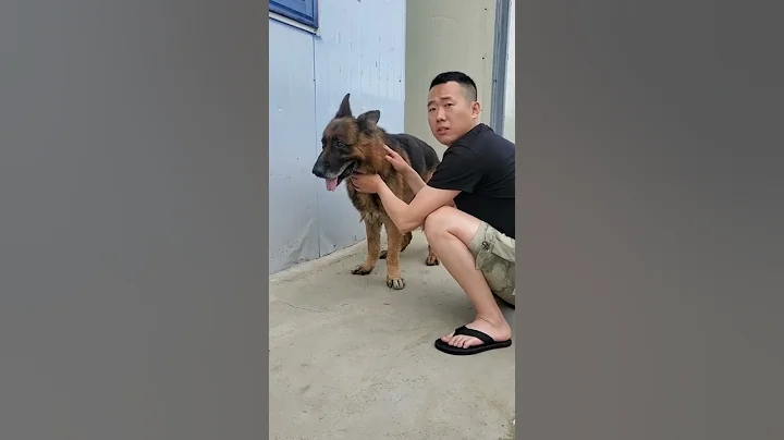 德國牧羊犬 - 天天要聞