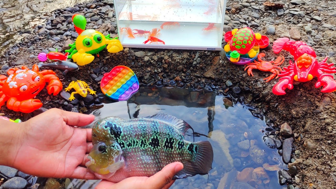 betta fish and catfish