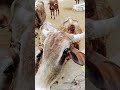 क्यूट गौरी ❤️#cow #shortsvideos #bestfeed #cows #funny #ytshorts #trending #viralvideo #babycow #❤️🙏