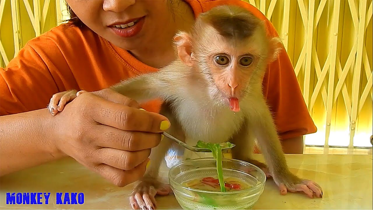 Baby Monkey Luna Enjoy Rice Flour Dessert | Monkey Eat Noodle