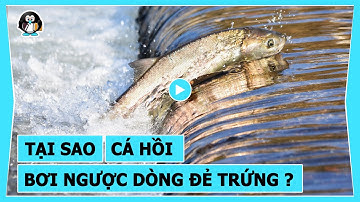 TẠI SAO CÓ HIỆU ỨNG CÁ HỒI ?