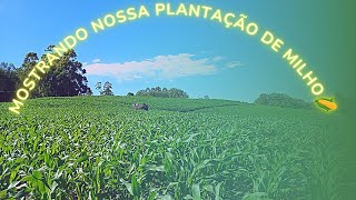 Nossa Plantação De Milho 21/22