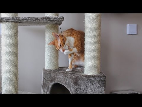 Video: Cat Crate Travelling - Hvordan Fly Eller Bevege Seg Med En Katt