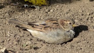 Воробей домовой (Passer domesticus) Воробей домовой (Passer domesticus)