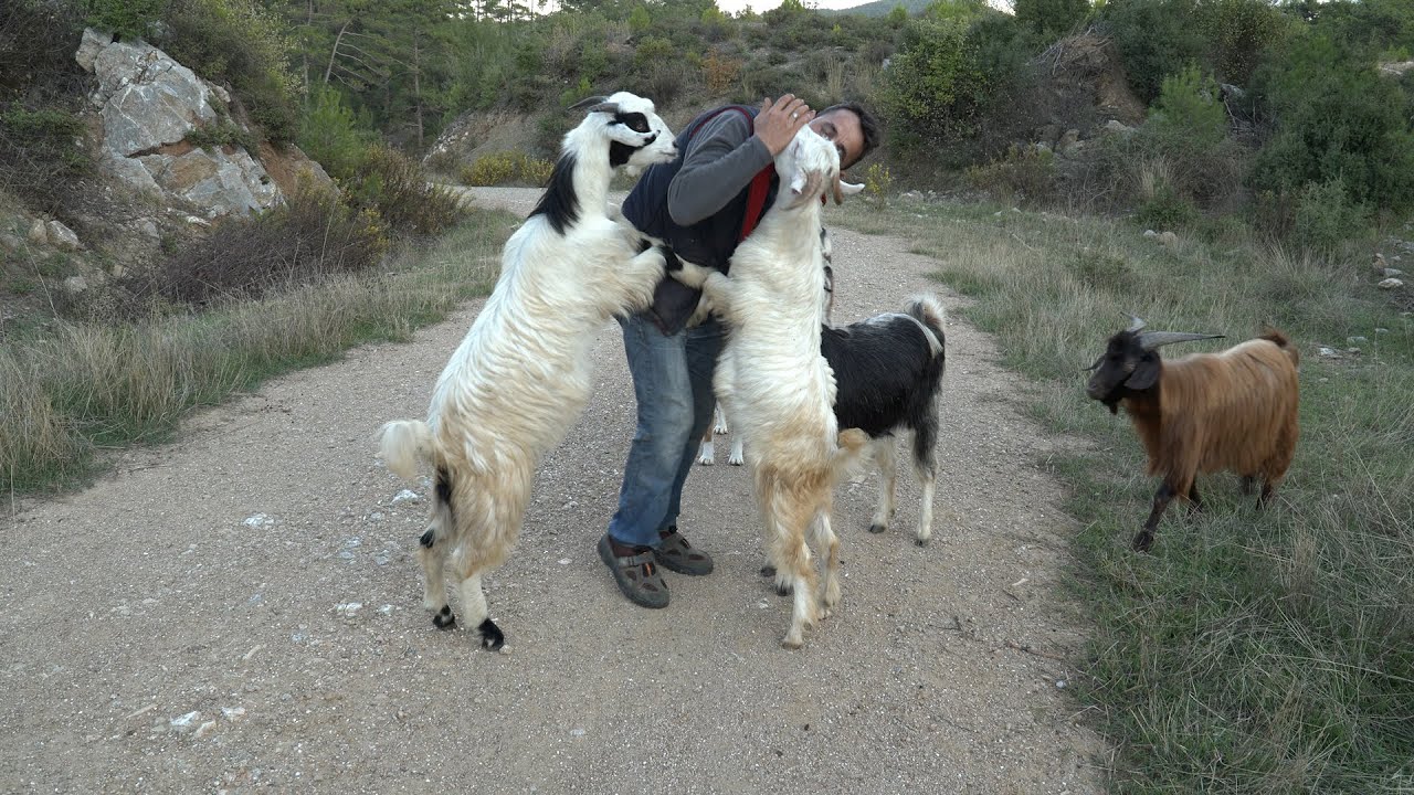 Genç Çoban Recep  ve Çok Sevdiği Keçileri. I Belgesel film.