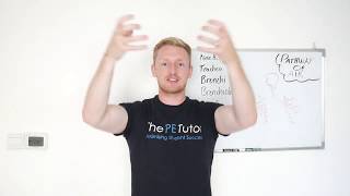 The Air Pathway From The Mouth To Alveoli