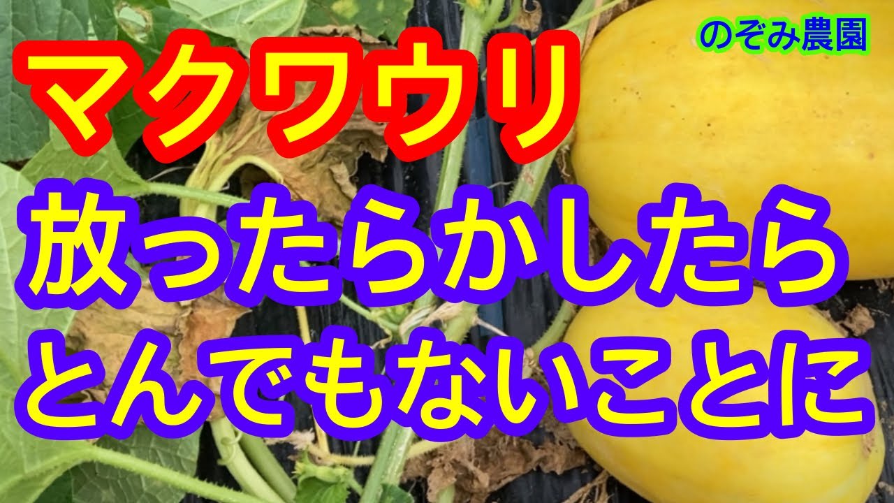 巨大マクワウリ】驚き！放任栽培で70日、とんでもない大きさの