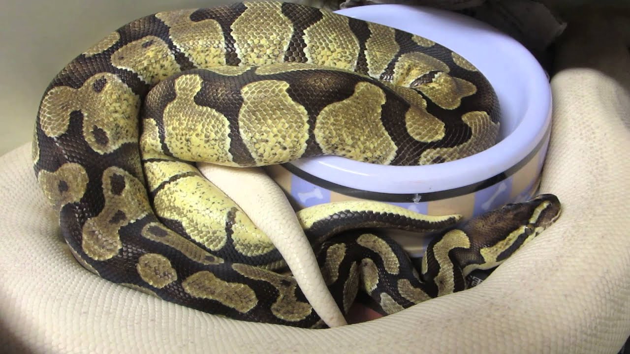 rat snakes in alabama Brian Gundy Shares Lock Up Between Enchi and Gold Blush Super Mojave