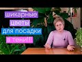 Что посадить в тени. Лучшие цветы для тенистого участка. Цветы для ленивого садовода.