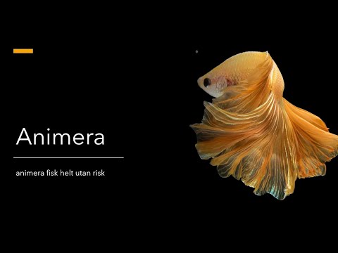 PowerPoint 365 - grunderna i att animera