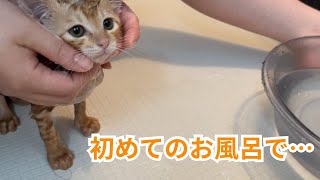 【子猫】水が苦手な子猫をお風呂に入れたらまさかの結果に…