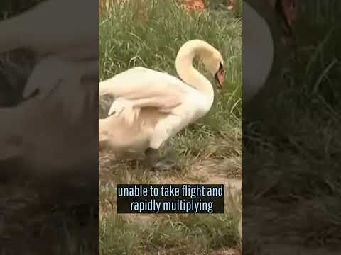Tipsy Swans: Poppy
