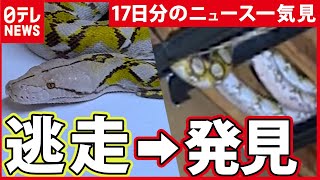 【まとめ】“逃げた大ヘビ”　 逃走から発見まで